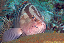 Nassau grouper